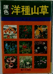 原色洋種山草