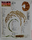料理全集 6　 ご飯ものとパン