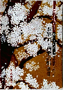 水墨画・四季の輝き　II