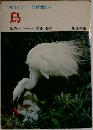 旺文社カラー学習図鑑 ⑤　鳥
