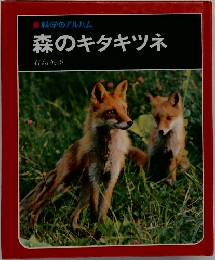 森のキタキツネ
