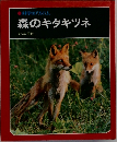 森のキタキツネ