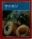 ヤドカリ