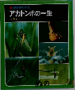 アカトンボの一生