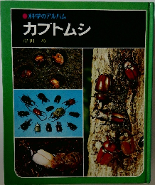 カブトムシ