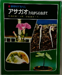 アサガオたねからたねまで