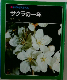 サクラの一年