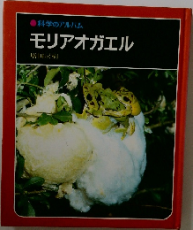モリアオガエル
