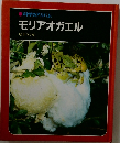 モリアオガエル
