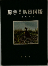 原色日本鳥類図鑑