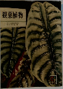 観葉植物