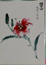 姫百合 