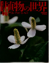 植物の世界98 3/10 カンアオイセンリョウ