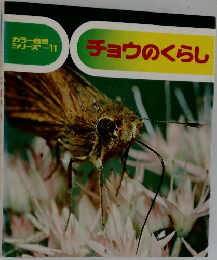 チョウのくらし