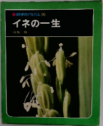 ●科学のアルバム26　イネの一生