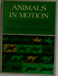 ANIMALS  IN MOTION