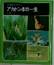 アカトンボの一生