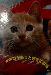 ネコのひみつ: ネコがもっと好きになる