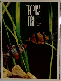 TROPICAL　FISH