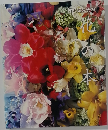 竹沢紀久子の花の本