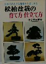 松柏盆栽の育て方仕立て方