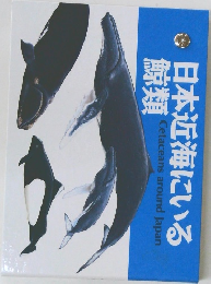 日本近海にいる  鯨類