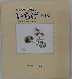 高原からの花だより　いちげ