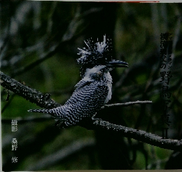 渓流親父の野鳥写真集2