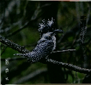渓流親父の野鳥写真集2