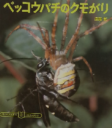 ベッコウバチのクモがり （ぼくのさんすう・わたしのりか）