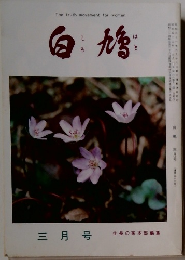 白鳩