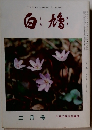 白鳩