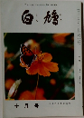 白鳩