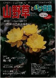 山野草とミニ盆栽　2005新春