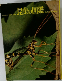 昆虫の図鑑 