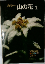 カラー山の花 1 