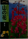 山の花  ヤマケイポケットガイド