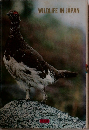 WILDLIFE　IN　JAPAN