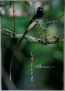 しずおかの鳥