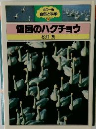 雪国のハクチョウ