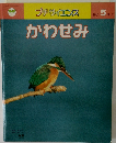 プチサイエンス　1981年5月号 No.2　かわせみ