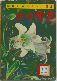 夏の野草　11