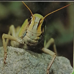科学のアルバム35 トノサマバッタ