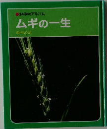 ムギの一生