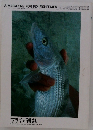 フライの雑誌　 1995 No.29