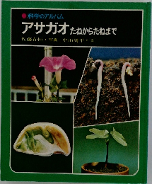 アサガオ　たねからたねまで