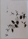 しもつけ草