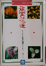 龍宮花道