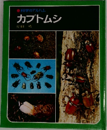 カブトムシ