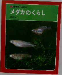 メダカのくらし